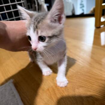 Rescue Domestic Short Hair Cats for Adoption in Austin, Texas - Rough Around The Edges 27 | PetCurious