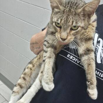 Sweetboy -  Domestic Short Hair Cat for Adoption in Lufkin, Texas - Sweetboy | PetCurious