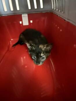 TILLY -  Domestic Short Hair Cat for Adoption in Fort Walton Beach, Florida - TILLY | PetCurious