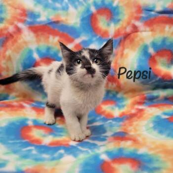 Pepsi -  Domestic Short Hair Cat for Adoption in Parkersburg, West Virginia - Pepsi | PetCurious