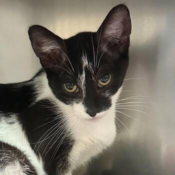 Nani -  Domestic Short Hair Cat for Adoption in Walnut Creek, California - Nani | PetCurious
