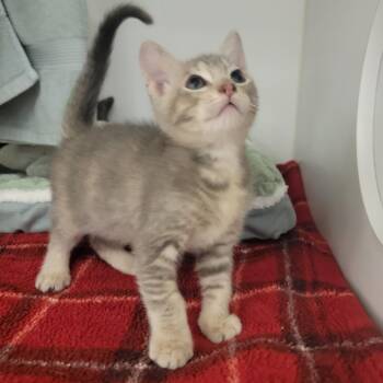 Penny -  Domestic Short Hair Cat for Adoption in Phoenix, Arizona - Penny | PetCurious