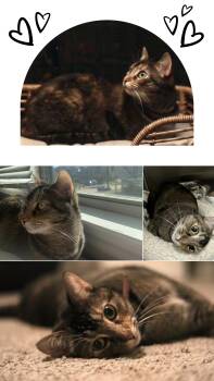 Rescue Torbie and Domestic Short Hair Cats for Adoption in Fort Worth, Texas - Naga | PetCurious