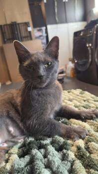 Gaia -  Russian Blue and Domestic Short Hair Cat for Adoption in Cincinnati, Ohio - Gaia | PetCurious