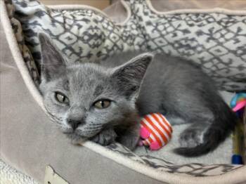 CHERIE -  Domestic Short Hair Cat for Adoption in Santa Fe, New Mexico - CHERIE | PetCurious