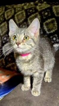 Rescue Domestic Short Hair Cats for Adoption in Chilliwack, British Columbia - Aggi | PetCurious