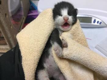 Domestic Short Hair Cats Available for Adoption - CALI | PetCurious