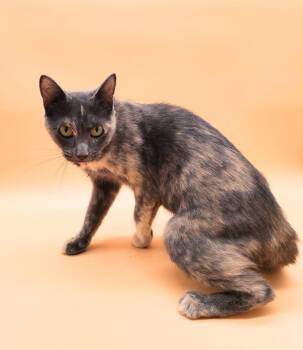 Rescue Domestic Short Hair Cats for Adoption in Springfield, Missouri - Meter | PetCurious