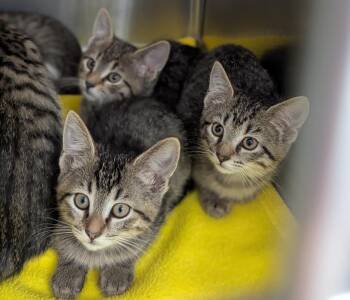 Rescue Domestic Short Hair Cats for Adoption in Mount Vernon, Ohio - Stevie Nicks | PetCurious