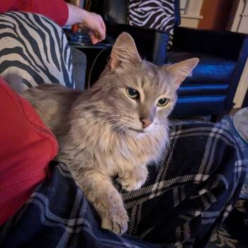Marius -  Domestic Long Hair Cat for Adoption in Hudsonville, Michigan - Marius | PetCurious