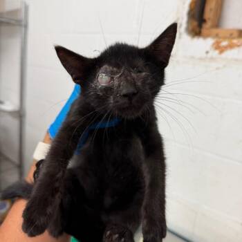 Mitski -  Domestic Short Hair Cat for Adoption in Edinburg, Texas - Mitski | PetCurious