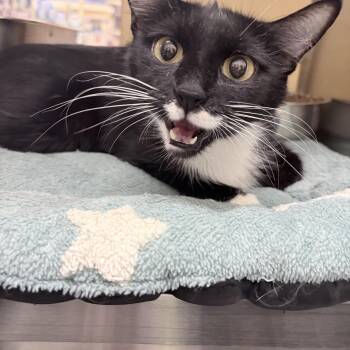 Domestic Short Hair Cats Available for Adoption in Chandler, Arizona - Poppy | PetCurious