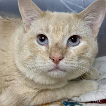 Varys -  Siamese Cat for Adoption in Matteson, Illinois - Varys | PetCurious