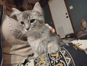 Domestic Short Hair Cats Available for Adoption - Barley | PetCurious