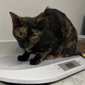 Ellie Enchanted -  Domestic Short Hair Cat for Adoption in St. Louis, Missouri - Ellie Enchanted | PetCurious