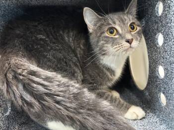 Lilibet -  Domestic Short Hair Cat for Adoption in New York, New York - Lilibet | PetCurious