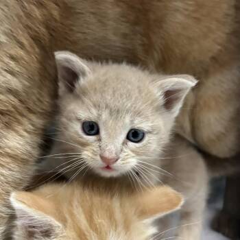 Domestic Short Hair Cats Available for Adoption in Branson, Missouri - Taylor Wisk | PetCurious