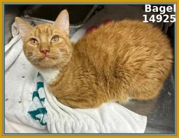 Rescue Domestic Short Hair and Tabby Cats for Adoption in Marietta, Georgia - BAGEL (see Also PANCAKE And MUFFIN) | PetCurious