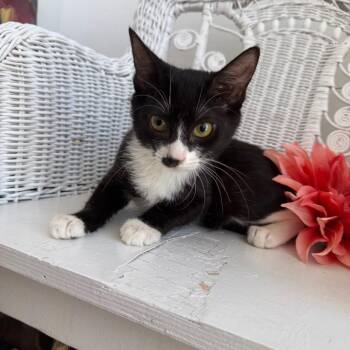 Domestic Short Hair Cats Available for Adoption in Eaton Rapids, Michigan - Cherry Bombshell 55243 | PetCurious