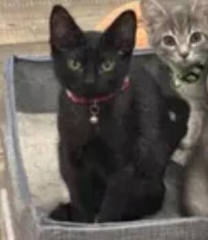 SHADOW -  Domestic Short Hair Cat for Adoption in Carroll, Ohio - SHADOW | PetCurious
