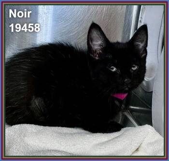 NOIR -  Domestic Short Hair Cat Available for Adoption in Marietta, Georgia - NOIR | PetCurious