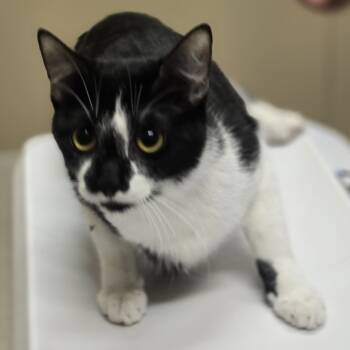 Rescue Domestic Short Hair Cats for Adoption in Wickenburg, Arizona - Rosemary | PetCurious