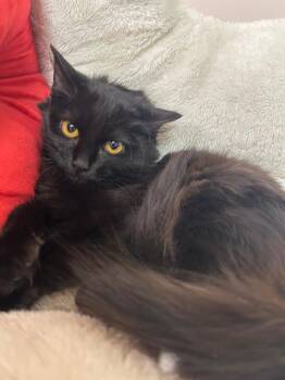 Domestic Medium Hair Cats Available for Adoption - Helga | PetCurious