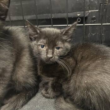 Domestic Short Hair Cats Available for Adoption in Morganton, North Carolina - Baby Spice | PetCurious