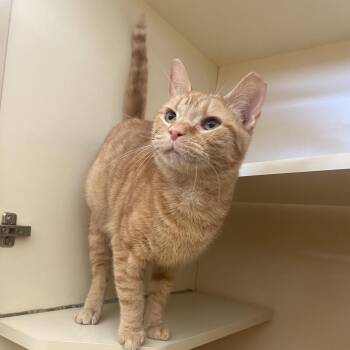 Domestic Short Hair Cats Available for Adoption in Dayton, Ohio - Twilight | PetCurious