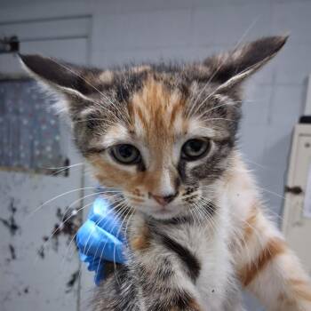 Irina -  Domestic Short Hair Cat for Adoption in Summerville, South Carolina - Irina | PetCurious