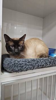 Natsu -  Siamese Cat for Adoption in Corpus Christi, Texas - Natsu | PetCurious