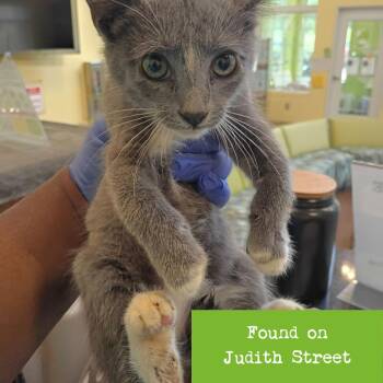 Odyssey -  Domestic Short Hair Cat for Adoption in Lynchburg, Virginia - Odyssey | PetCurious