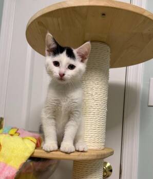 Max Fripplehoot -  Domestic Short Hair Cat for Adoption in Dale City, Virginia - Max Fripplehoot | PetCurious
