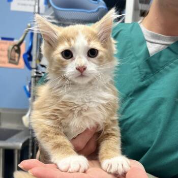 Daniel -  Domestic Long Hair Cat for Adoption in Oneonta, New York - Daniel | PetCurious