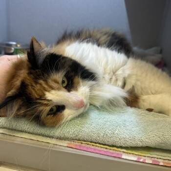Domestic Long Hair Cats Available for Adoption in Pittsburgh, Pennsylvania - Mila | PetCurious