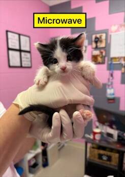 Domestic Short Hair Cats Available for Adoption in Columbus, Indiana - Microwave | PetCurious
