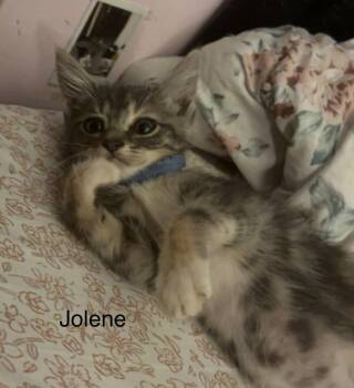 Jolene  ( th) -  Domestic Medium Hair Cat for Adoption in White Bluff, Tennessee - Jolene  ( Th) | PetCurious