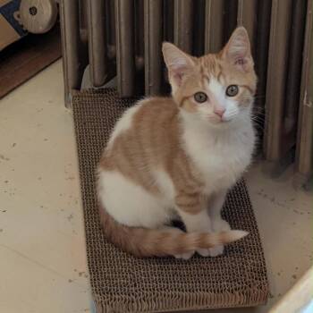 Nacho -  Domestic Short Hair Cat for Adoption in Harrisonburg, Virginia - Nacho | PetCurious