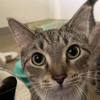 Annabelle Higgins -  Domestic Short Hair Cat for Adoption in Chicago, Illinois - Annabelle Higgins | PetCurious