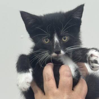 Catman -  Domestic Short Hair Cat for Adoption in Sonora, California - Catman | PetCurious