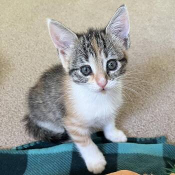 Zoot 20 -  Domestic Short Hair Cat for Adoption in Austin, Texas - Zoot 20 | PetCurious