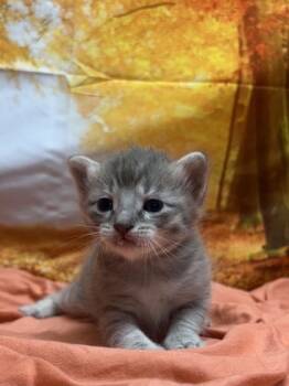 Rescue Domestic Short Hair Cats for Adoption in San Antonio, Texas - Hinckley | PetCurious