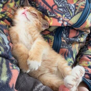 Fawkes -  Domestic Short Hair Cat for Adoption in Flagstaff, Arizona - Fawkes | PetCurious