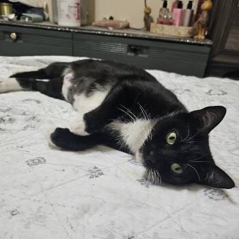 Tuxedo Cats Available for Adoption in Coral Gables, Florida - Chiquita Aka Tiny | PetCurious