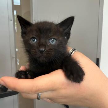 Domestic Short Hair Cats Available for Adoption in Sand Springs, Oklahoma - Raven Litter 6 | PetCurious