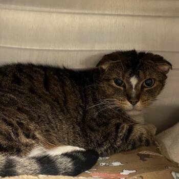 Ham Salad -  Domestic Short Hair Cat for Adoption in York, Pennsylvania - Ham Salad | PetCurious