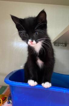 Wando Pea -  Domestic Short Hair Cat for Adoption in Winnipeg, Manitoba - Wando Pea | PetCurious