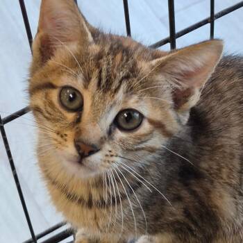 Toffee -  Domestic Medium Hair Cat for Adoption in Cleveland, Mississippi - Toffee | PetCurious