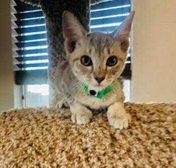 Rachel -  Domestic Short Hair Cat for Adoption in Las Vegas, Nevada - Rachel | PetCurious