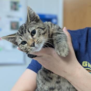 Gibson -  Domestic Short Hair Cat for Adoption in Canton, Illinois - Gibson | PetCurious